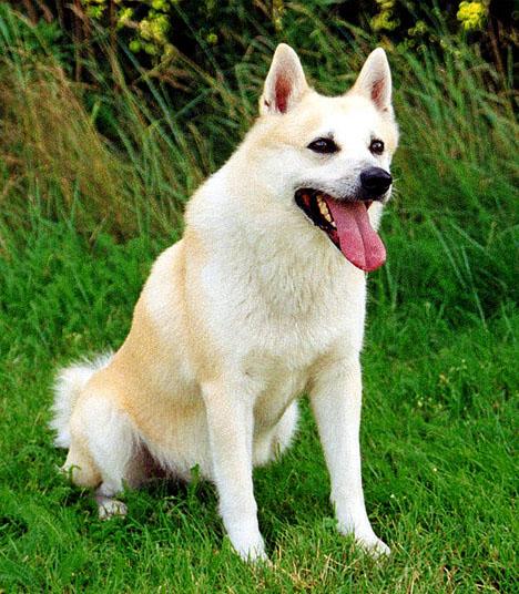 Norsk buhund