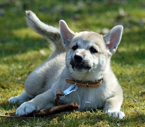 Norsk buhund