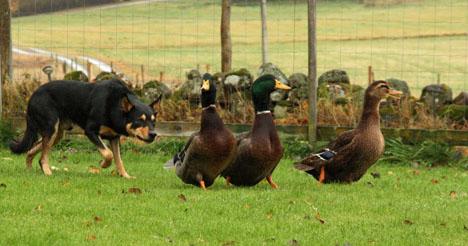 Working kelpie