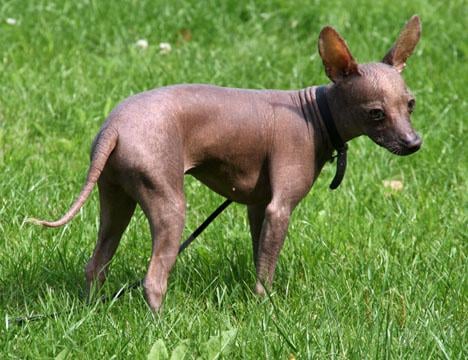 Xoloitzcuintle