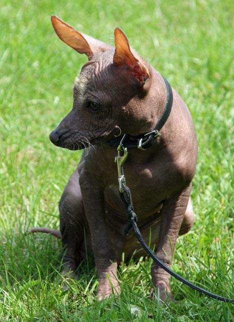 Xoloitzcuintle