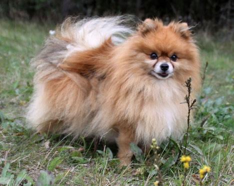 Pomeranian