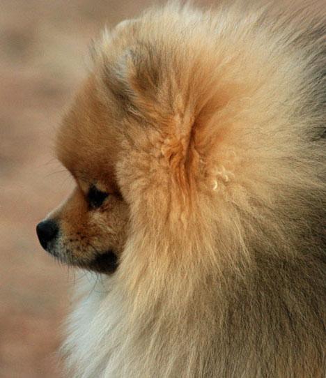 Pomeranian
