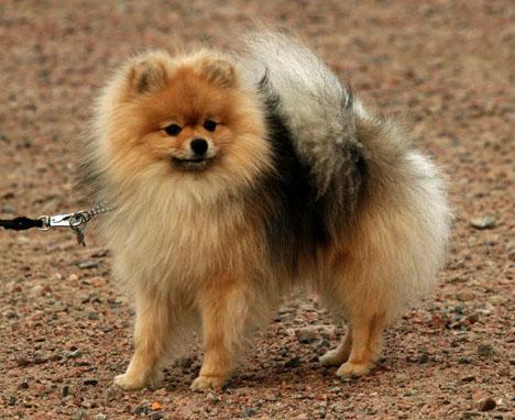 Pomeranian