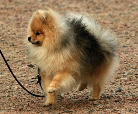 Pomeranian