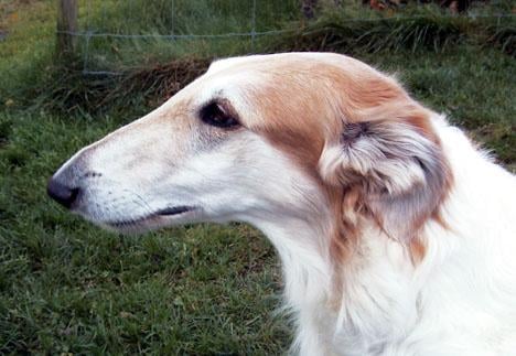 Borzoi