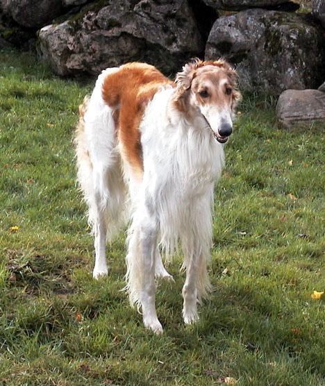 Borzoi