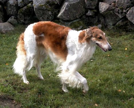 Borzoi