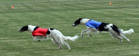 Borzoi