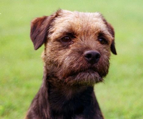 Borderterrier