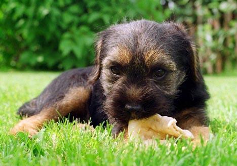 Borderterrier