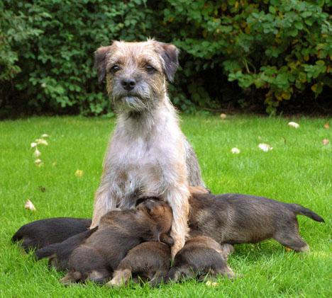 Borderterrier