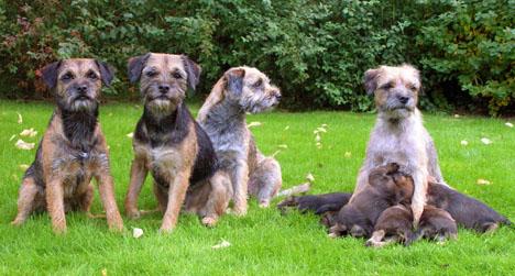 Borderterrier