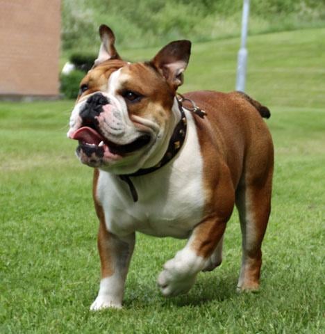 Engelsk bulldog