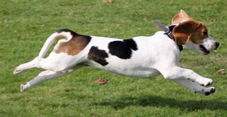Beagle