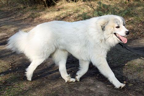 Pyrenéerhund