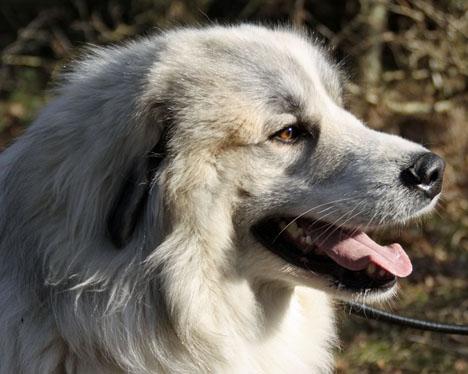 Pyrenéerhund