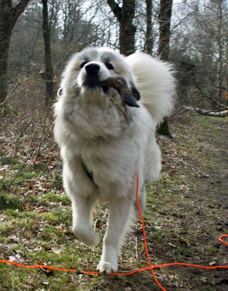 Pyrenéerhund