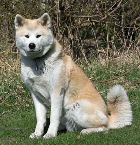 Akita