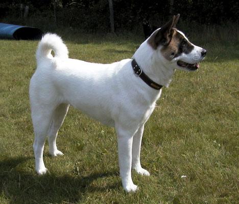 American akita