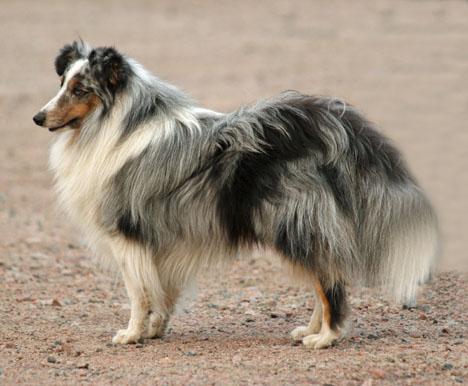 Shetland sheepdog