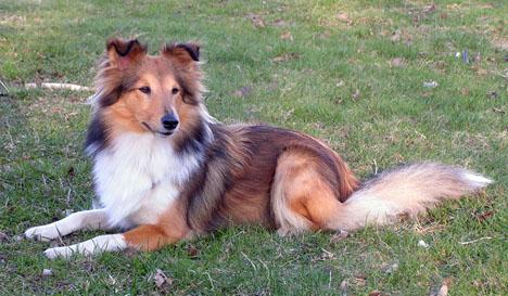 Shetland sheepdog