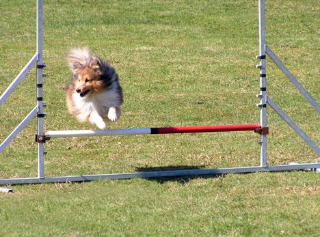 Shetland sheepdog