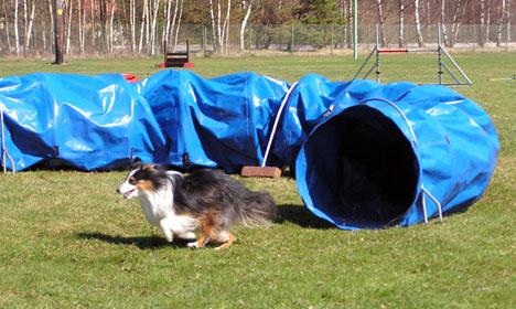 Shetland sheepdog