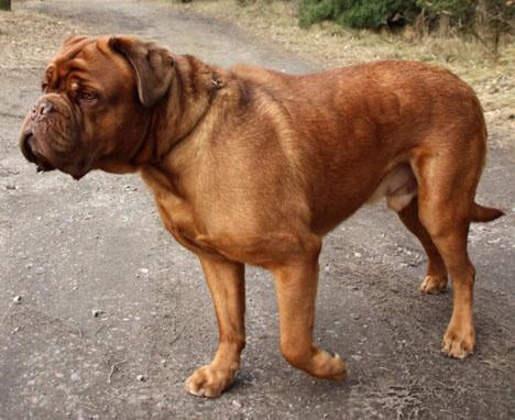 Dogue de bordeaux