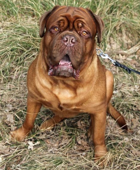 Dogue de bordeaux