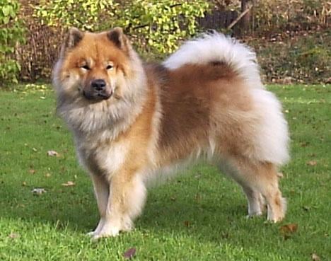 Eurasier