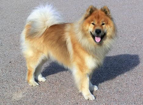Eurasier