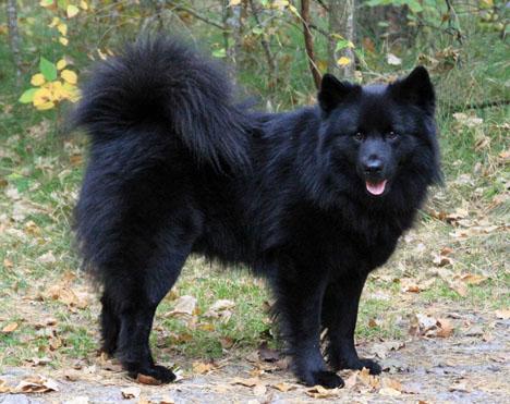 Svensk lapphund