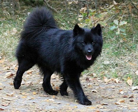 Svensk lapphund