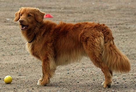 Nova Scotia Duck Tolling Retriever
