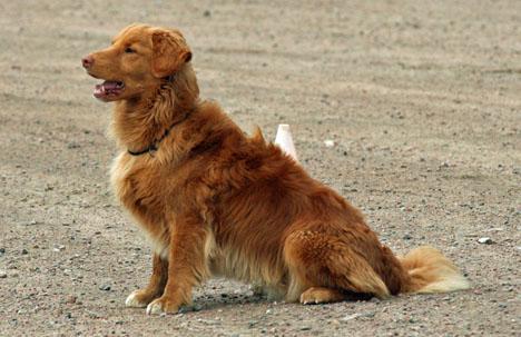 Nova Scotia Duck Tolling Retriever