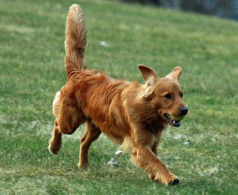 Nova Scotia Duck Tolling Retriever
