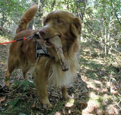 Nova Scotia Duck Tolling Retriever
