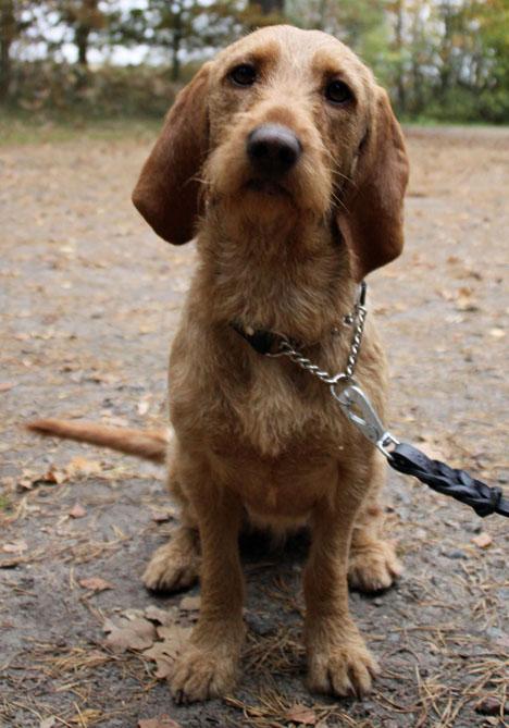 Basset fauve de bretagne