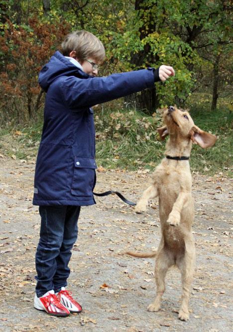 Basset fauve de bretagne