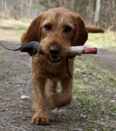Basset fauve de bretagne