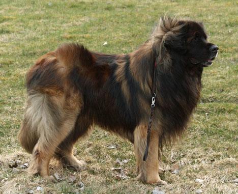 Leonberger