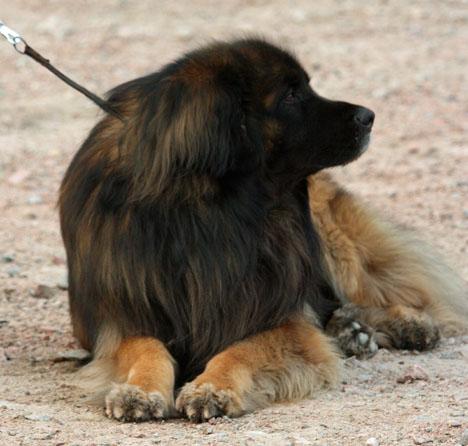 Leonberger
