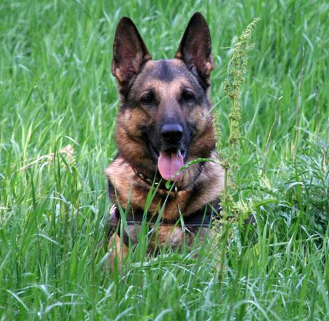 Vallhundar