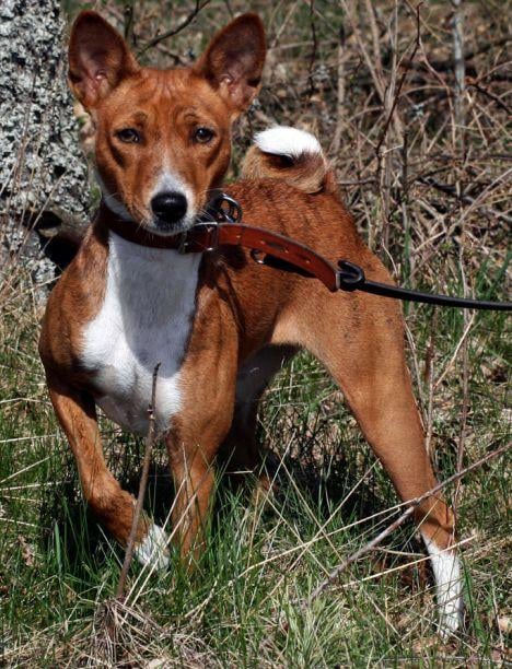 Basenji