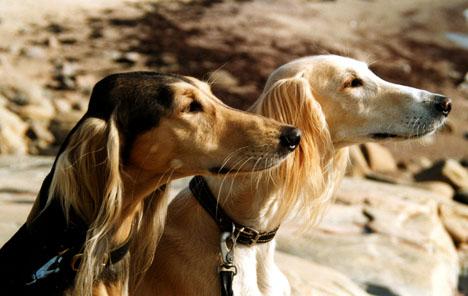 Saluki