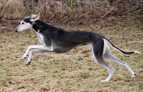 Saluki