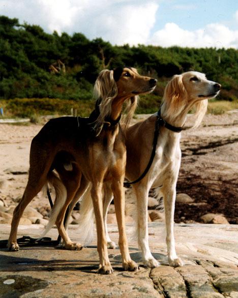 Saluki