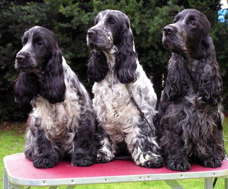 Cocker spaniel