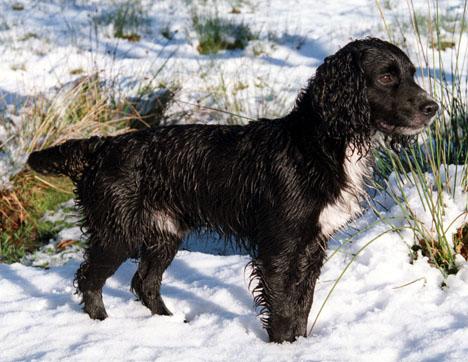 Cocker spaniel